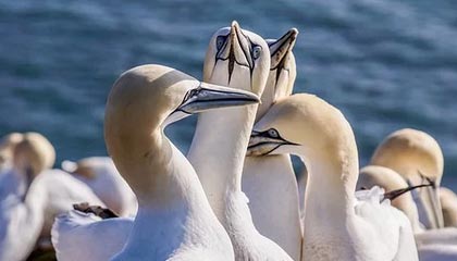 欧冠-北京国安新帅：将带着对胜利的渴望出发